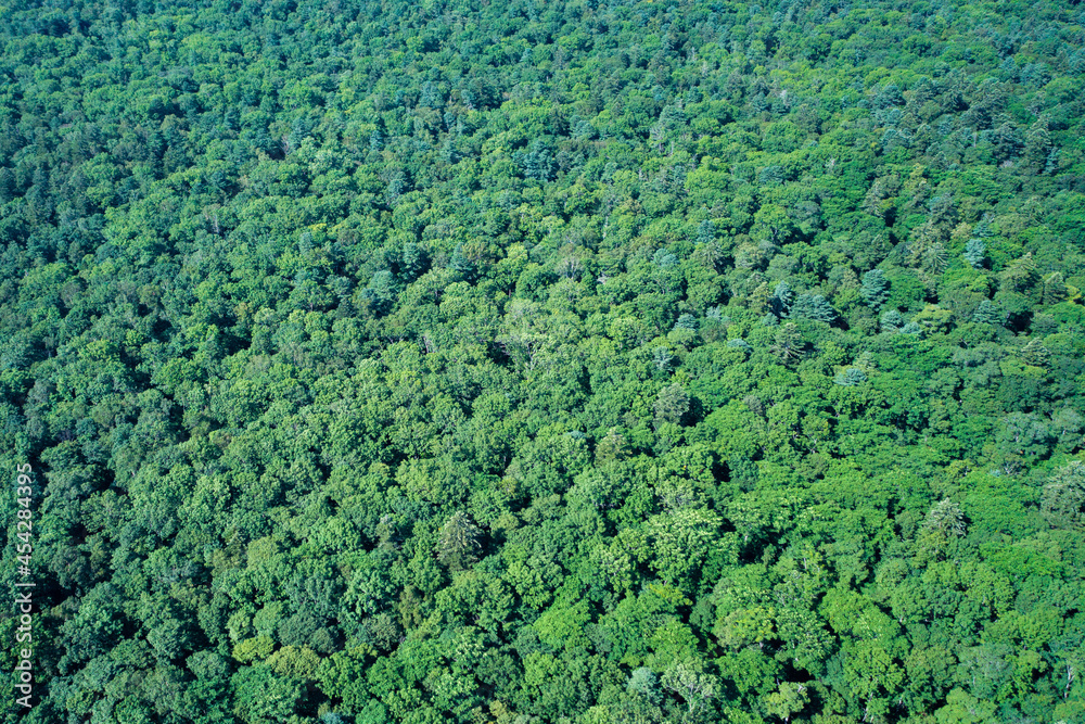 Top view of the forest.