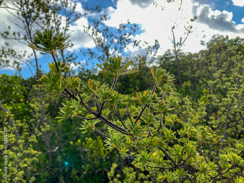 Fototapeta Naklejka Na Ścianę i Meble -  Bay cedar trees on an island in Florida