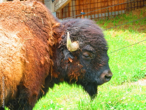 Bison