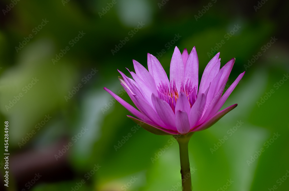 Pink lotus blooming in the swamp Pink lotus blooming in the swamp