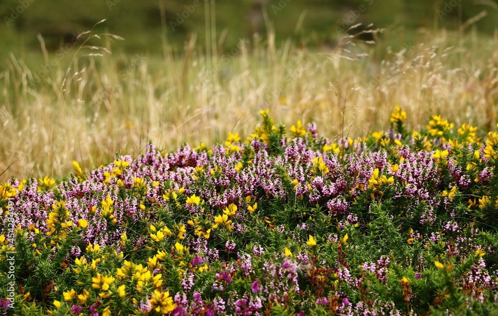 Obraz premium fleurs de montagne