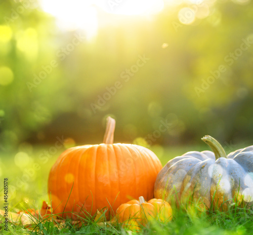 pumpkins on green grass background, autumn harvest and thanksgiving concept