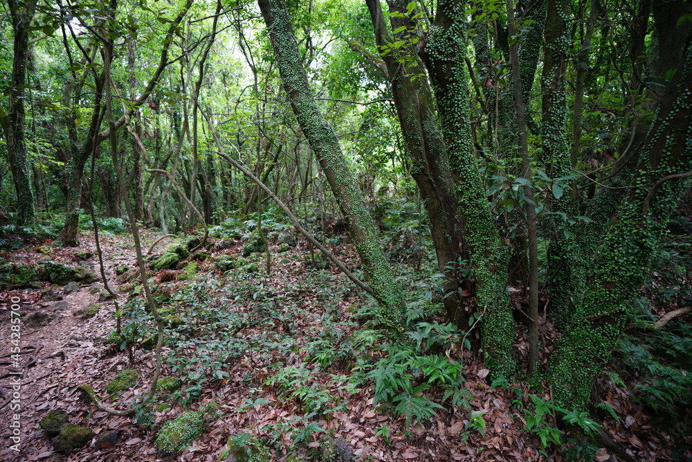 footpath in the forest footpath in the forest