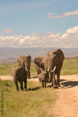 Paysage Famille Eléphants éléphanteaux Loxodonta africana au Kenya © Andre