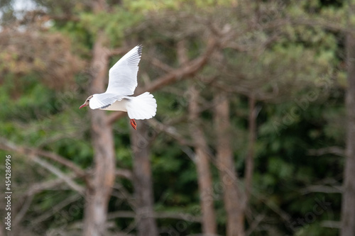 Seagul photo