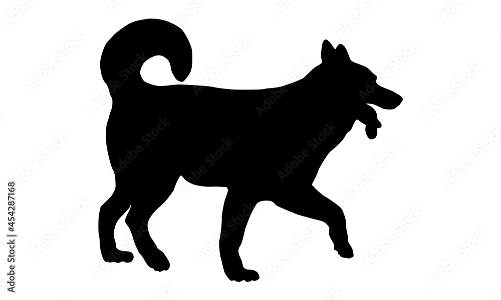 Walking siberian husky puppy. Black dog silhouette. Pet animals. Isolated on a white background.