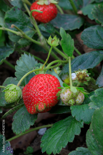 Strawberry plant. Strawberries are growing in the garden. Ripe berries and strawberry foliage. Unripe green strawberries