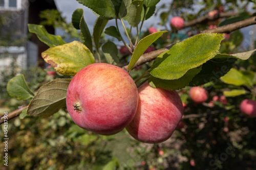 two pink ripe apples on the background of a garden and apples on a tree