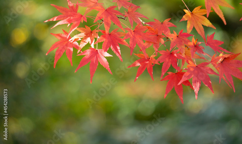 Japanese maple leaves in autumn.                                        