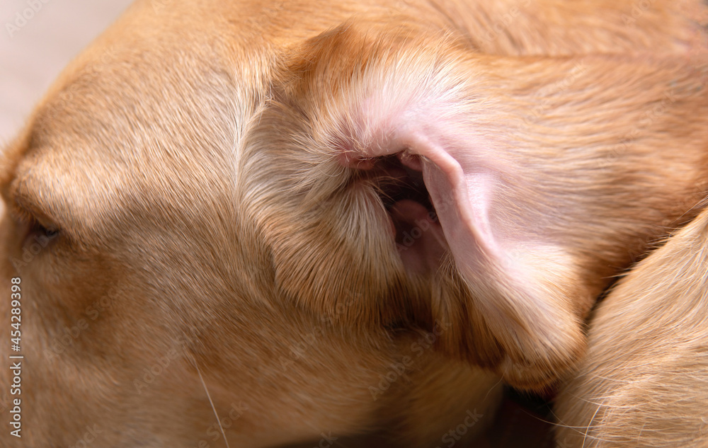 Closeup Part of pet body Interior of dog’s ear open for cleaning at a vet visit, yellow Dudley Labrador or golden retriever wearing. Dog healthcare and skin allergy concept Closeup Part of pet body Interior of dog’s ear open for cleaning at a vet visit, yellow Dudley Labrador or golden retriever wearing. Dog healthcare and skin allergy concept