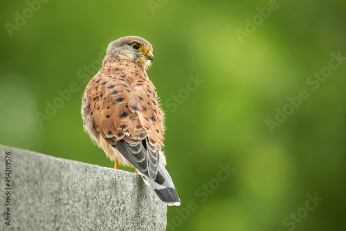Common kestrel (Falco tinnunculus), with a beautiful yellow coloured background. Colourful bird of prey with brown feathers sitting on the grave in Vienna. Wildlife scene from nature, Austria