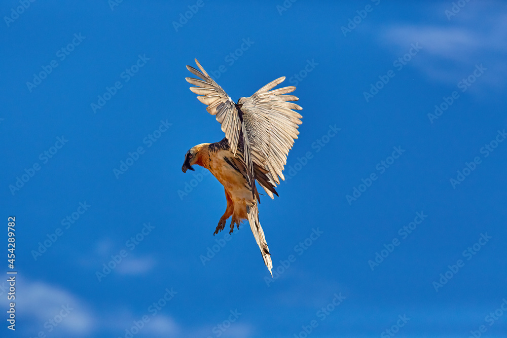 Obraz premium Bearded vulture, Gypaetus barbatus or Lammergeier against blue sky. Close up, flying bird of prey, direct view. Wild bird, Spanish Pyrenees, Spain.