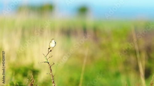 さえずるシマセンニュウ(Middendorff's grasshopper warbler) photo