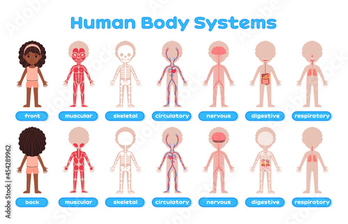 Cartoon Human Systems for Kids. Afro Black Girl. Silhouette of Child with Brown Skin in Front Back View. Description with English Words. Image for Study of Biology, Anatomy. Poster for print. Vector