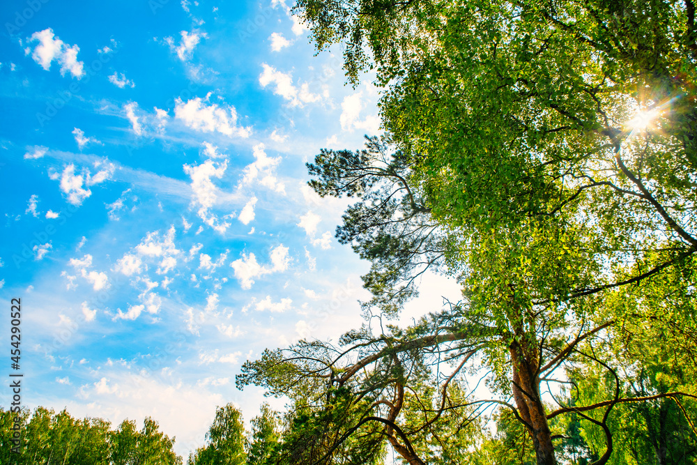 Fototapeta premium An old tree with green foliage against a blue sky. Cedar with a twisted trunk on a summer day in good, sunny weather.