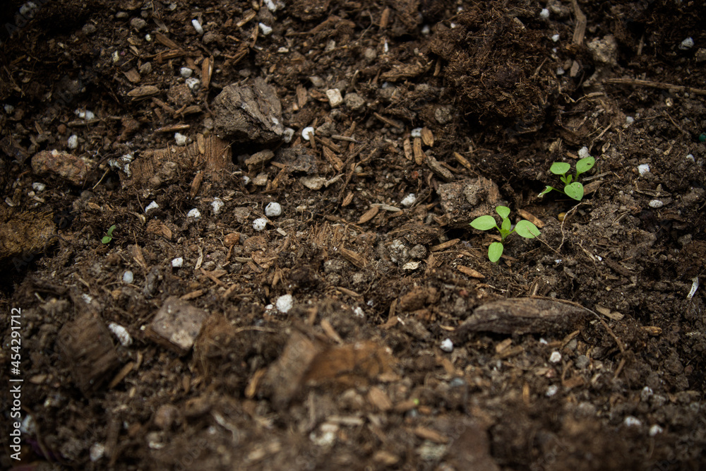 Brown soil with green leaves in a garden Brown soil with green leaves in a garden