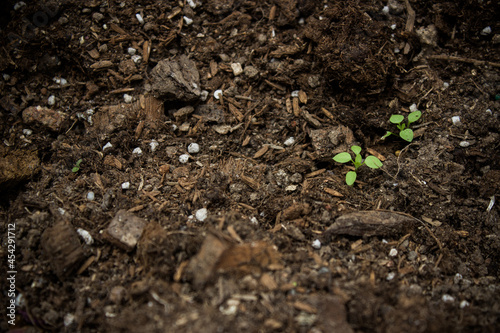 Brown soil with green leaves in a garden