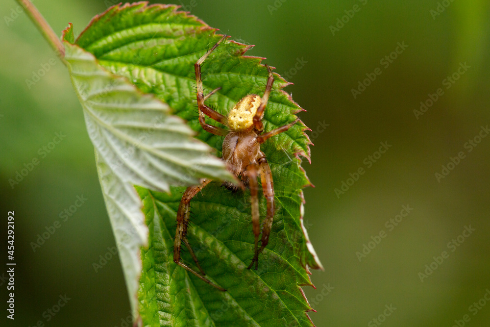 Close - up from above of the Caucasian small cross spider Araneus diadematus with a cross on its back in a web on a tree leaf in the summer Close - up from above of the Caucasian small cross spider Araneus diadematus with a cross on its back in a web on a tree leaf in the summer