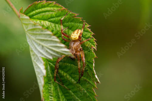 Close - up from above of the Caucasian small cross spider Araneus diadematus with a cross on its back in a web on a tree leaf in the summer