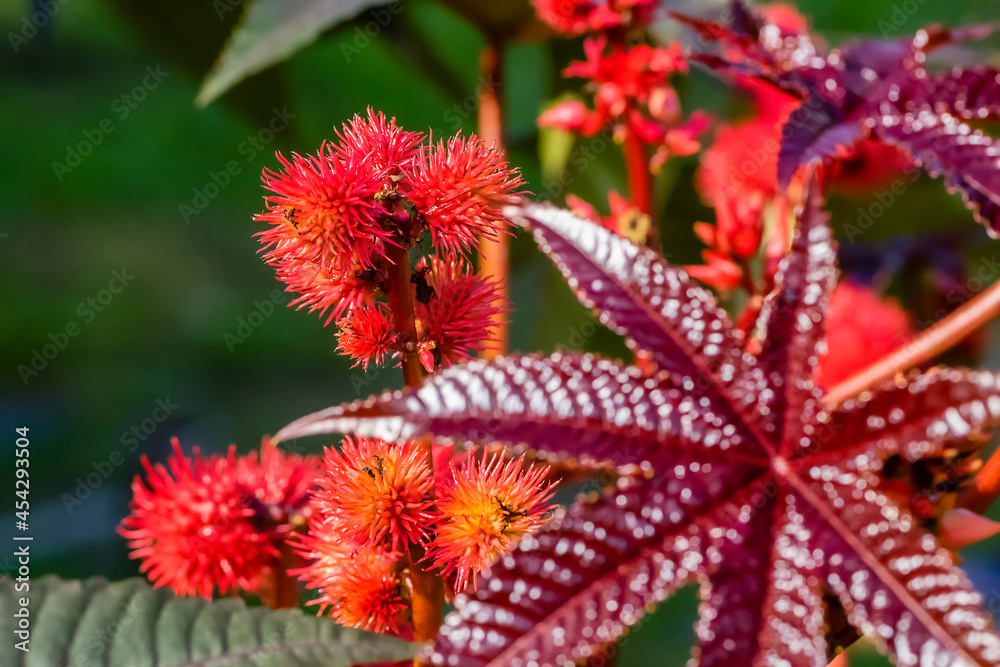 Beautiful flowering of the garden plant castor in summer. Beautiful flowering of the garden plant castor in summer.