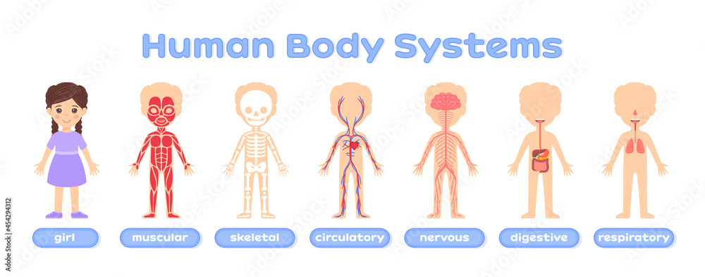 My body. Illustration with Human body systems education. Systems: muscular,  skeletal, nervous, digestive, circulatory, respiratory. Flat color cartoon    stock illustartion. Stock Vector | Adobe Stock