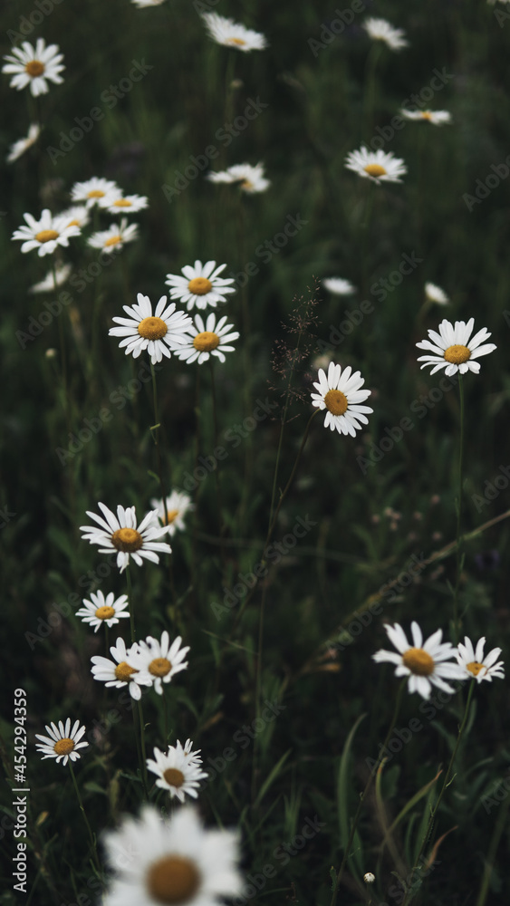 Field with flowers of white daisies on green grass Field with flowers of white daisies on green grass
