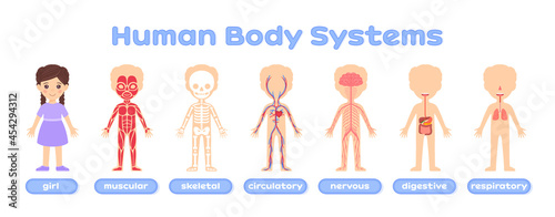 My body. Illustration with Human body systems education. Systems: muscular, skeletal, nervous, digestive, circulatory, respiratory. Flat color cartoon style.White background.Vector stock illustartion.