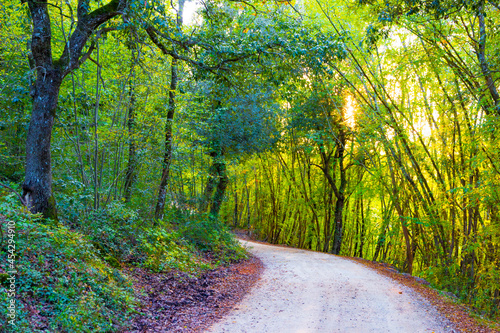 Road in the wood in autumn in Tuscany, Italy photo