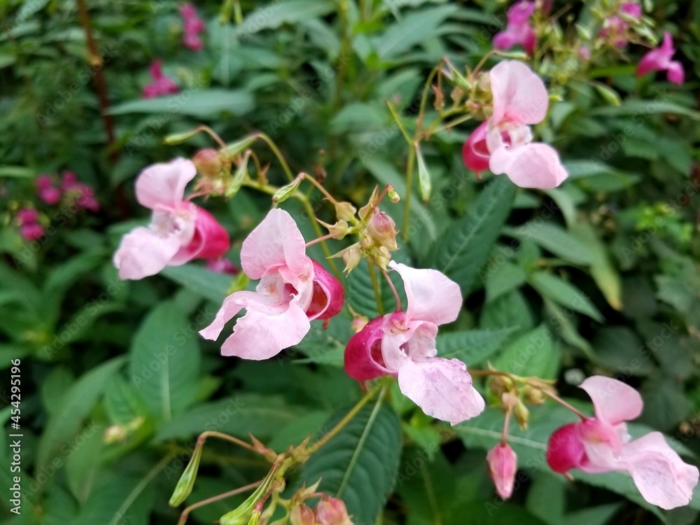 Blooming Himalayan balsam (Impatiens glandulifera)
