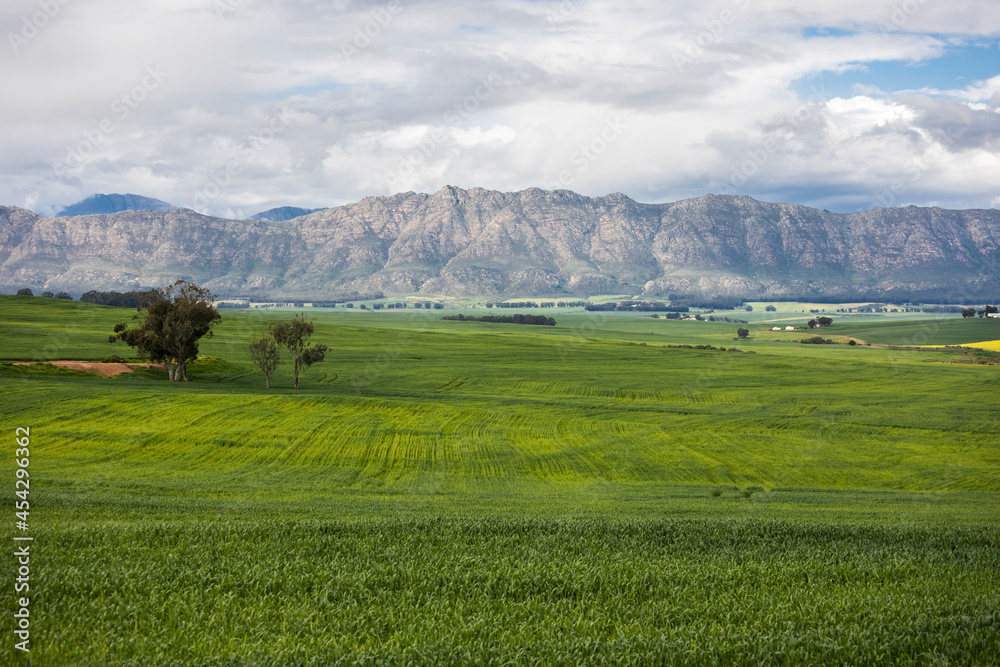 Large deep green wheat fields stretching far with mountains in the distance, large trees, and cloudy skies Large deep green wheat fields stretching far with mountains in the distance, large trees, and cloudy skies