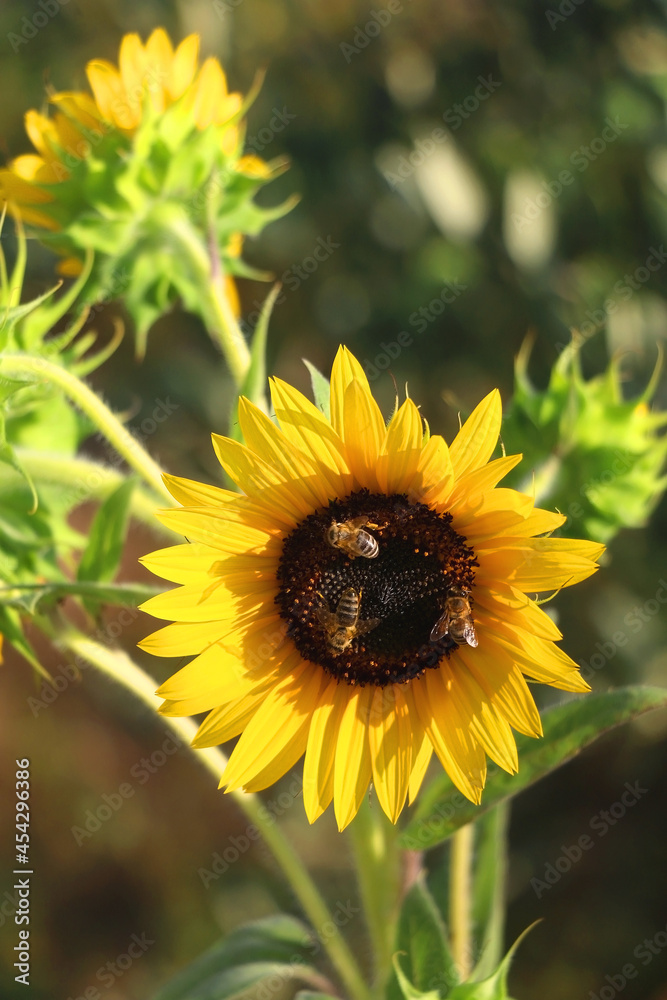 Fototapeta premium Beautiful sunflowers in a garden. Selective focus.