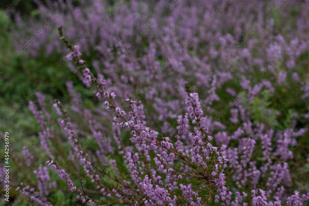Purple flowers in the woods Purple flowers in the woods