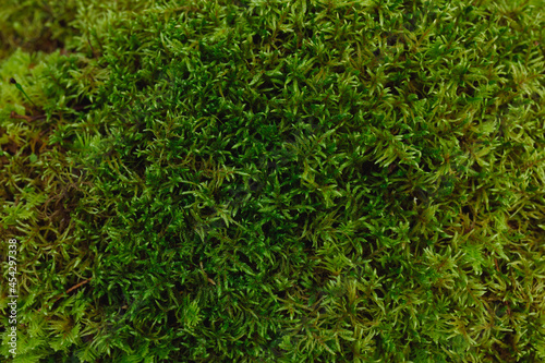 Real texture of green forest moss