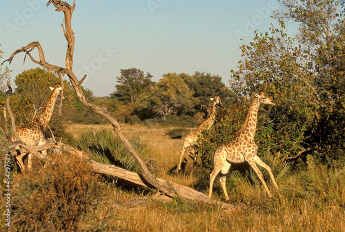 Girafe Masaï, giraffa tippelskirchi Afrique photo