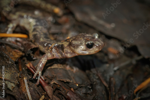 Closeup of a Clouded salamander, Aneides vagrans photo