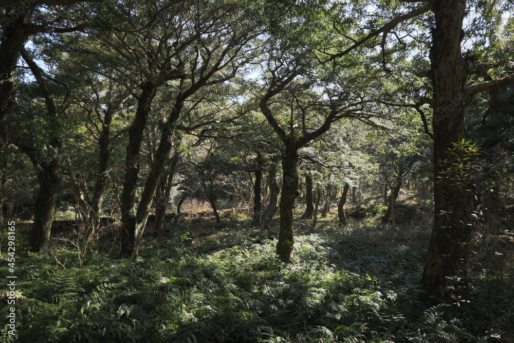 sun among trees