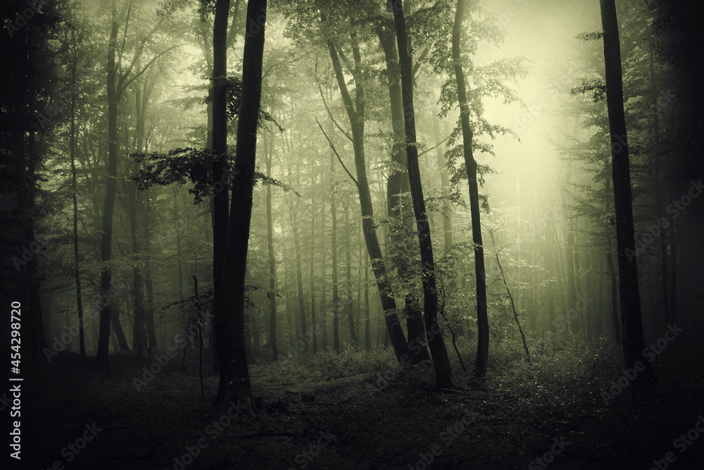 Fototapeta premium green fog in the woods, scary landscape