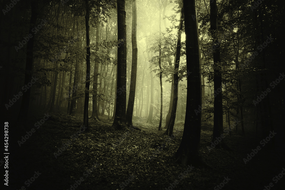 light in scary dark forest on halloween light in scary dark forest on halloween