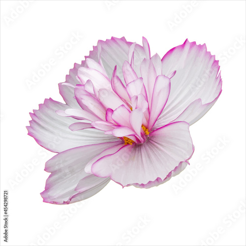 Fototapeta Naklejka Na Ścianę i Meble -  Side view of white cosmos flower with pink. Cosmos blossom flower isolated on white