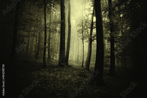 light in scary dark forest on halloween