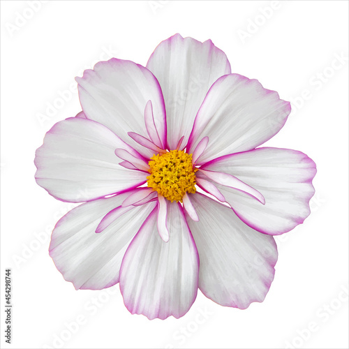 White cosmos flower with pink border. Natural real flower cosmos blossom isolated
