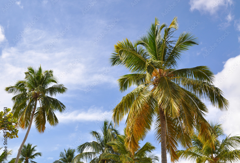 Fototapeta premium Palm trees and blue sky