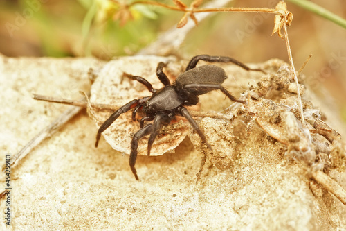 Closeup on a black grounddwelling Gnaphosidae spider photo