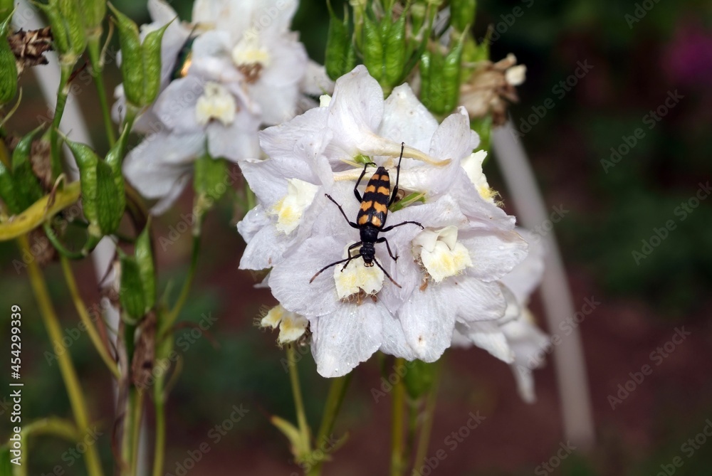 striped beetle in a white flower striped beetle in a white flower