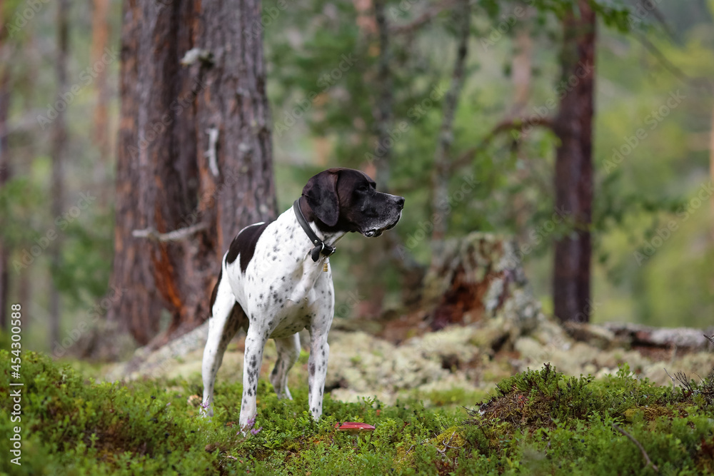 Dog english pointer