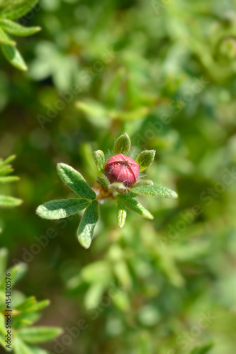 Shrubby Cinquefoil Red Ace