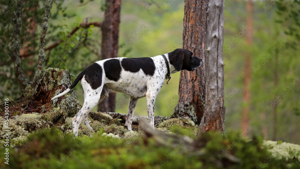 Dog english pointer