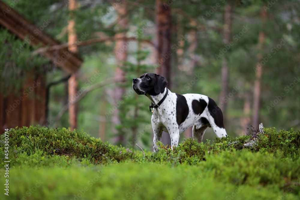 Dog english pointer