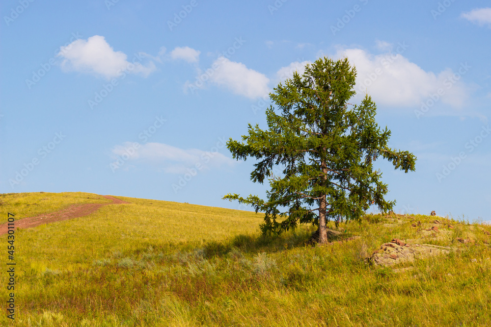 Summer landscape of lonely larch against blue sky background in the green steppe of Khakassia, Russia. Summer landscape of lonely larch against blue sky background in the green steppe of Khakassia, Russia.