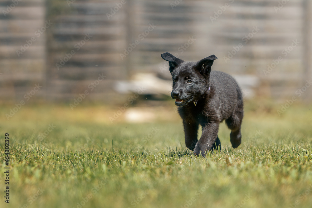 Szczeniak pies czarny owczarek niemiecki biegający po trawie w ogrodzie - obrazy, fototapety, plakaty 